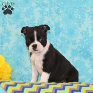 Karly, Boston Terrier Puppy
